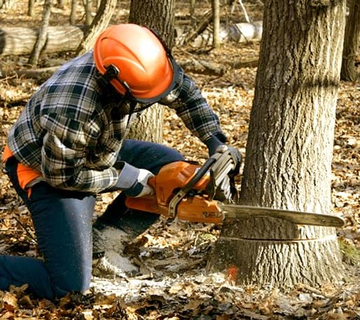 Tree Removal in Bradley, SD